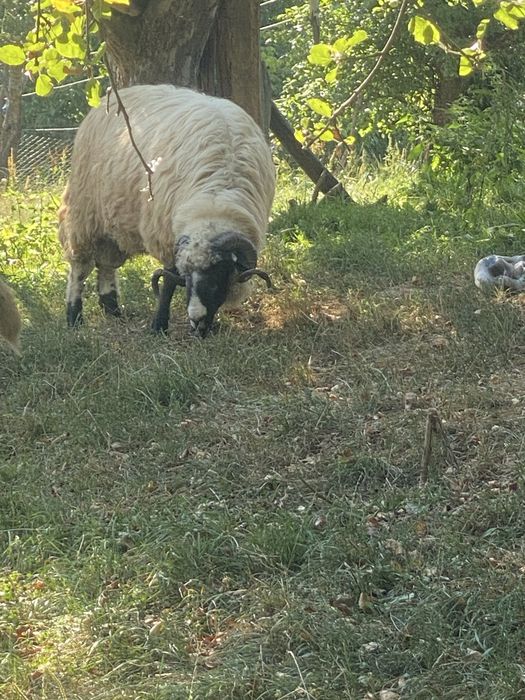 Berbec de vanzare, Bistrita nasaud , Comuna Rebrisoara