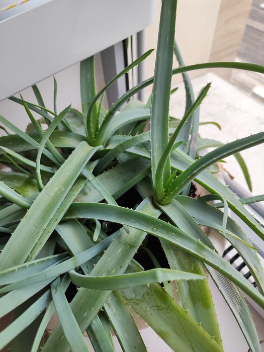 Алоэ и Мята домашние