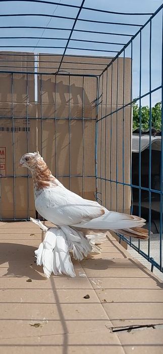 Голуби игровых кровей