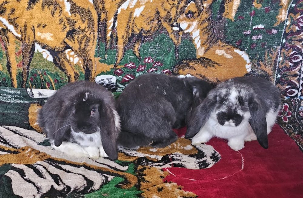 Masculi berbec german