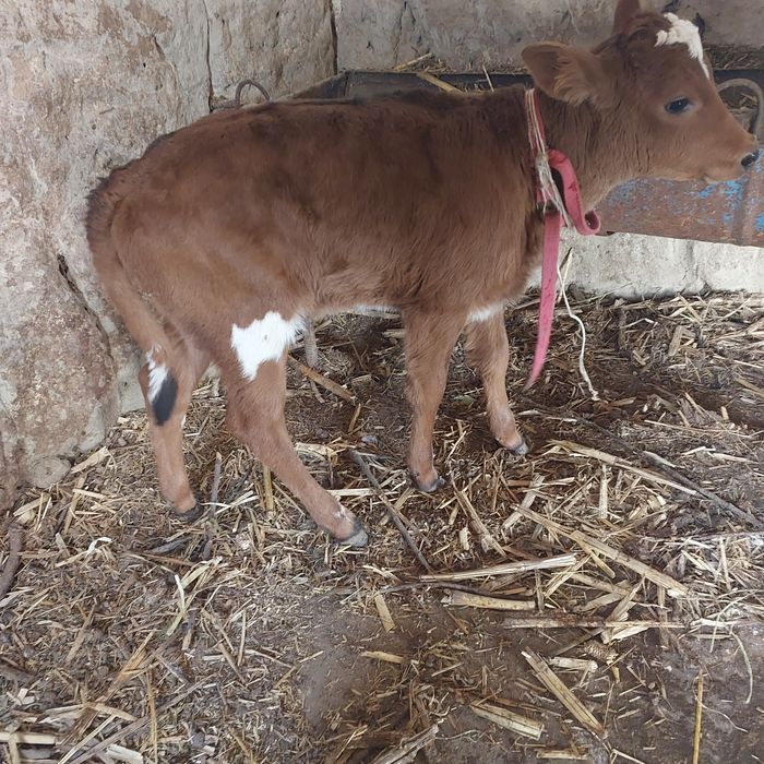 Она бола сигир сотилади 1-боласи гуножинча