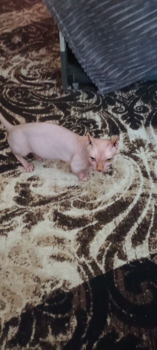 Продаётся клубная канадский сфинкс, бамбино