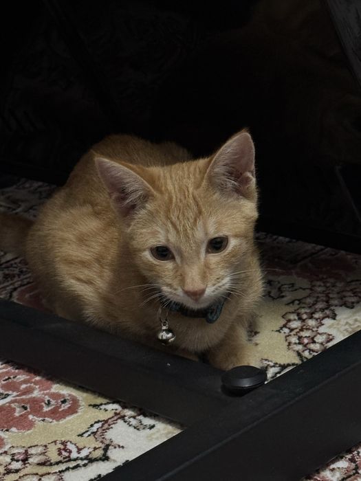 Рыжий котёнок,отдаю в добрые руки,игривый хороший,ласковый