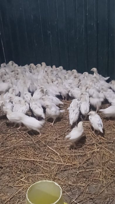Продам цеплят несушки