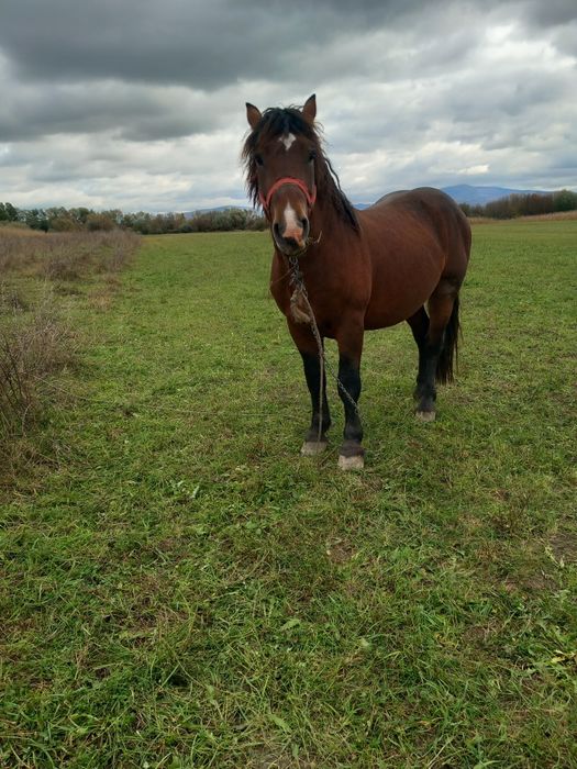Vând armăsar 3 ani