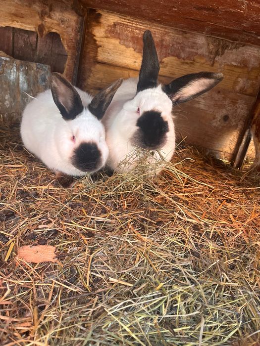 vând iepuri californian!