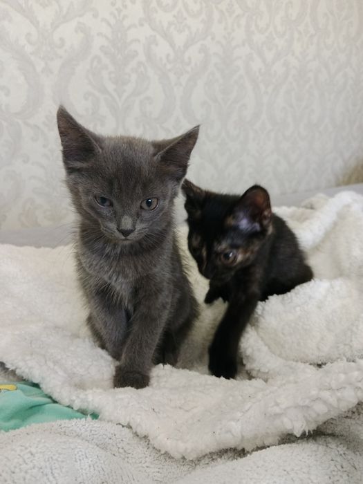 Отдам котят в хорошие руки