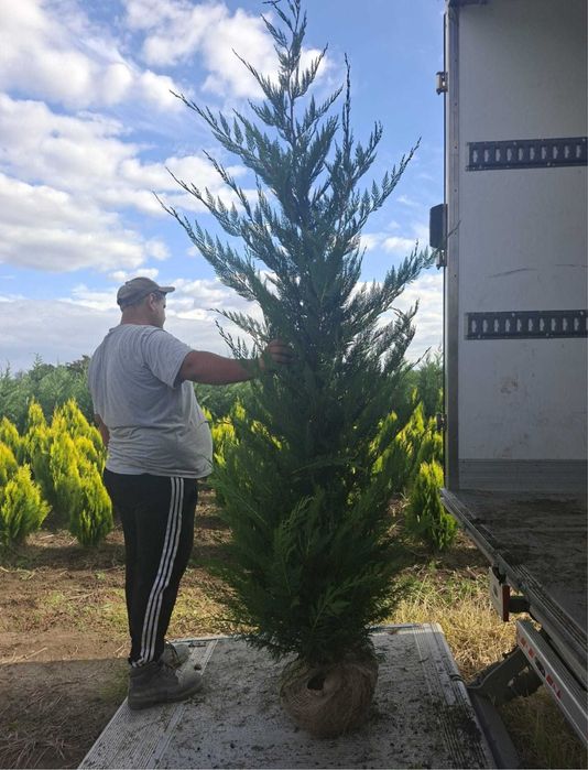 Chiparos leylandii pana la 5 metri crescuti in ghiveci ofer garantie