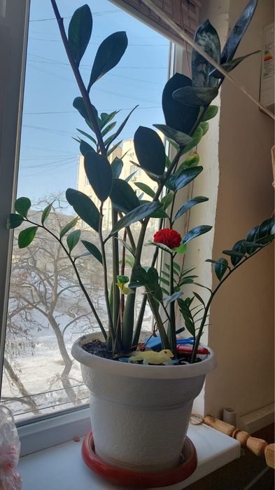 Гүл сатылады. Үйде өсіп тұр