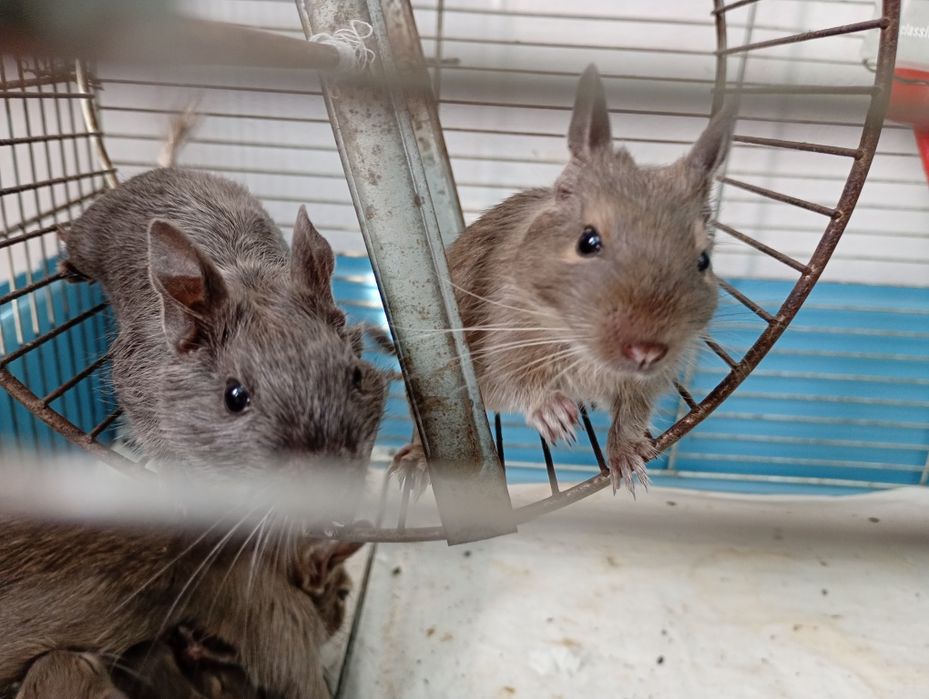 Donez Pui veveriță Degu, nu sunt hamsteri- Brasov
