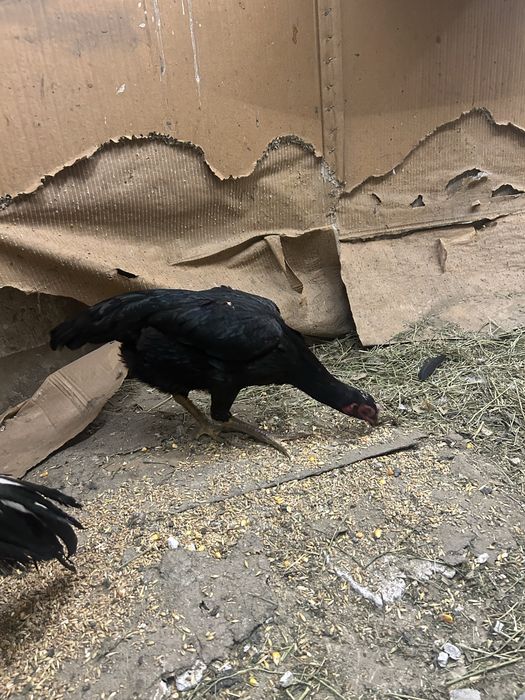 Инкубационный яйцо