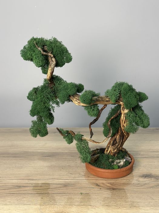Бонсай натуральный живой