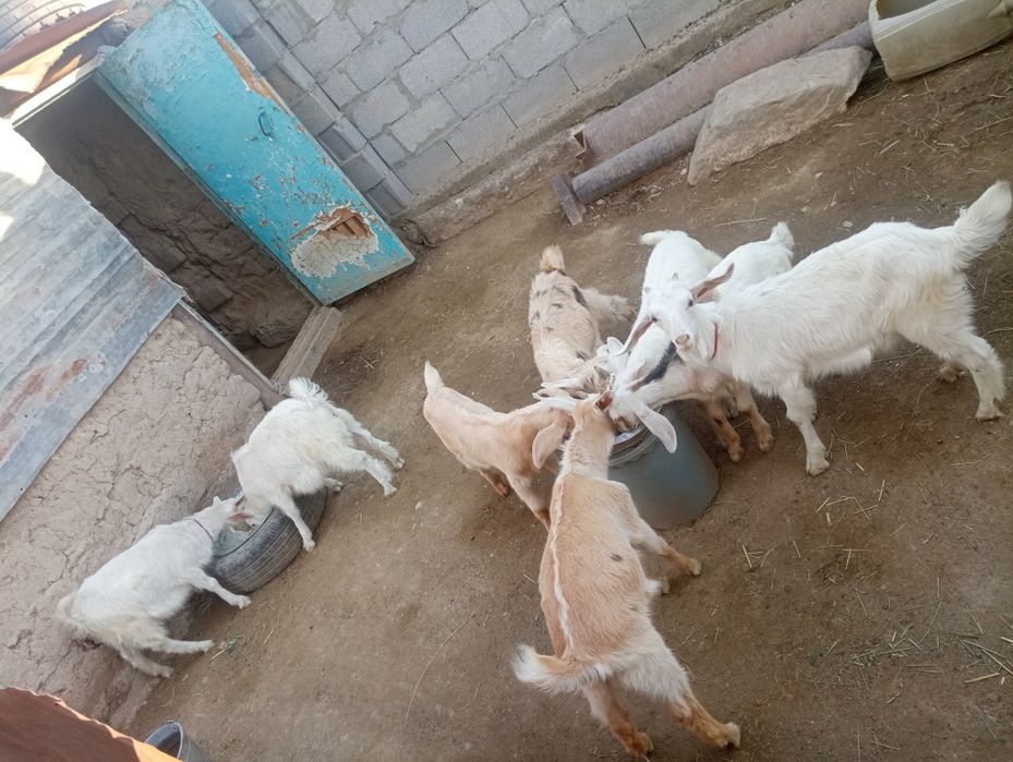 Занен лақтар сатылады