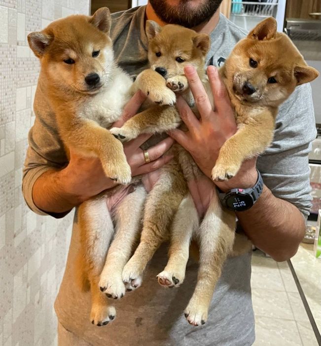 Девочка щенок Сиба ину