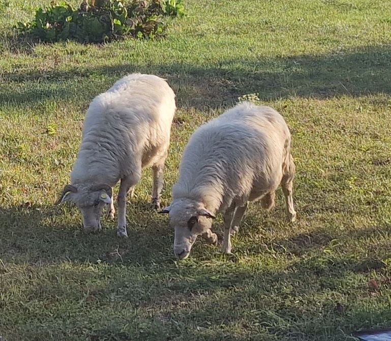 De vânzare două oi țurcane