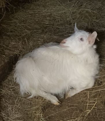 Продавам/заменям  мъжко яре