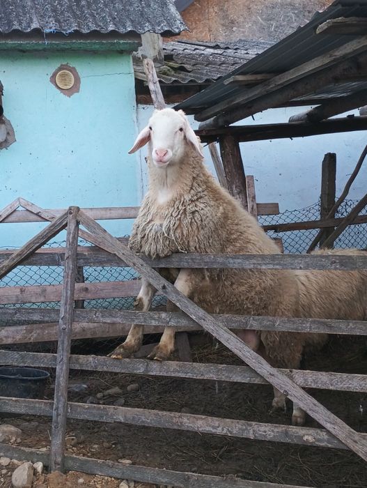 Vînd berbec asaff rasa pura