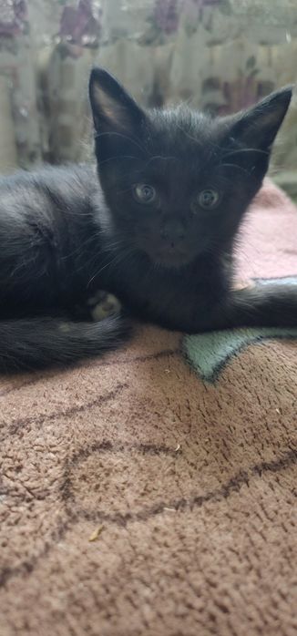 Котята бесплатно