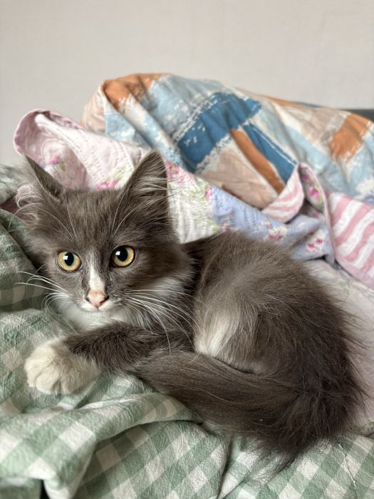Котенок , мальчик