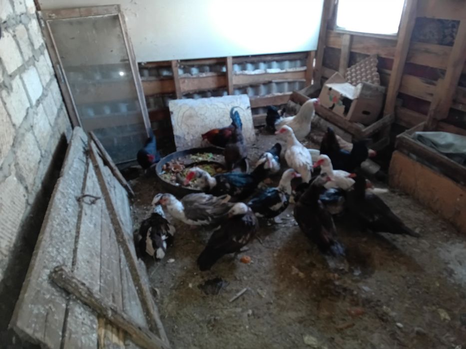 Продам семью индоуток 2+1