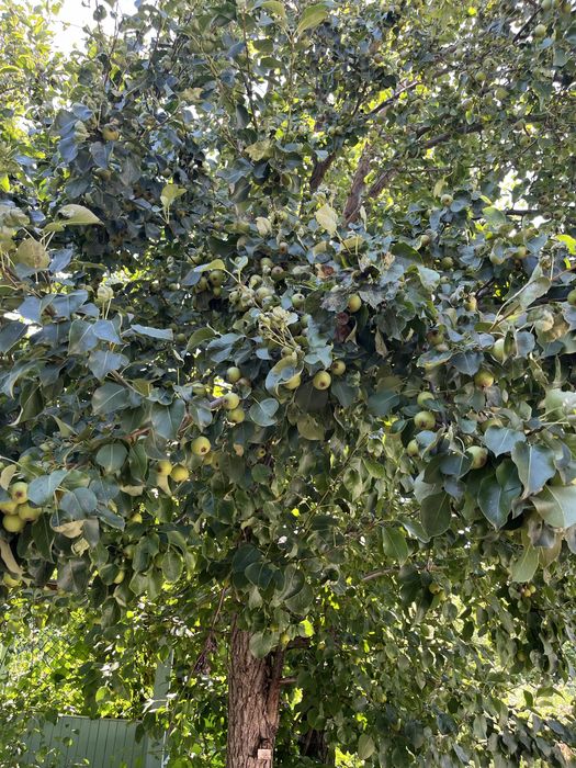 Продам дачу (НЕ В ГОРОДЕ)