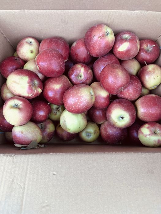 Продам яблоки сорт  Кандиль  , Текелинские
