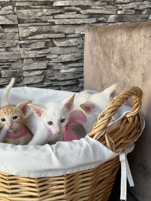 Ориентальные котята