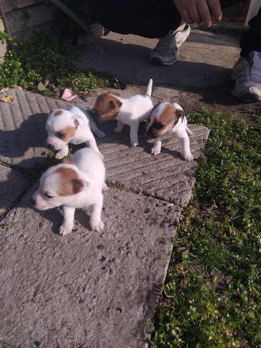 Джак ръсел кученца