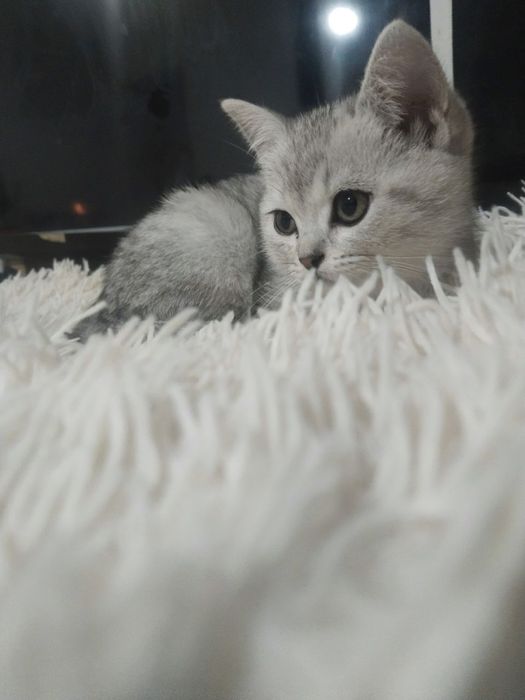 Skidka Tozza zot mushukchamizga