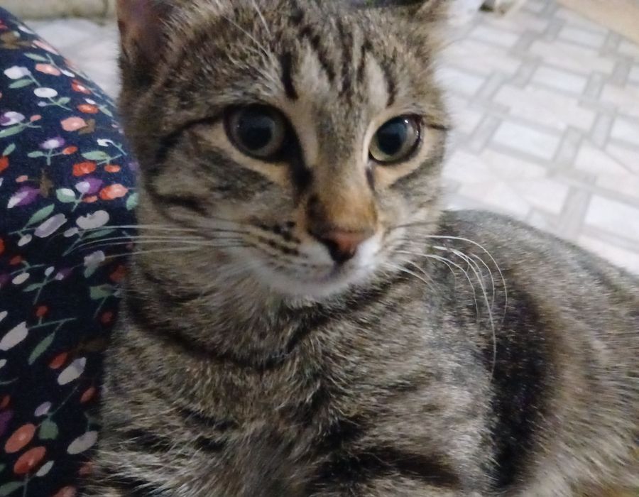 Котята в дар добрым людям