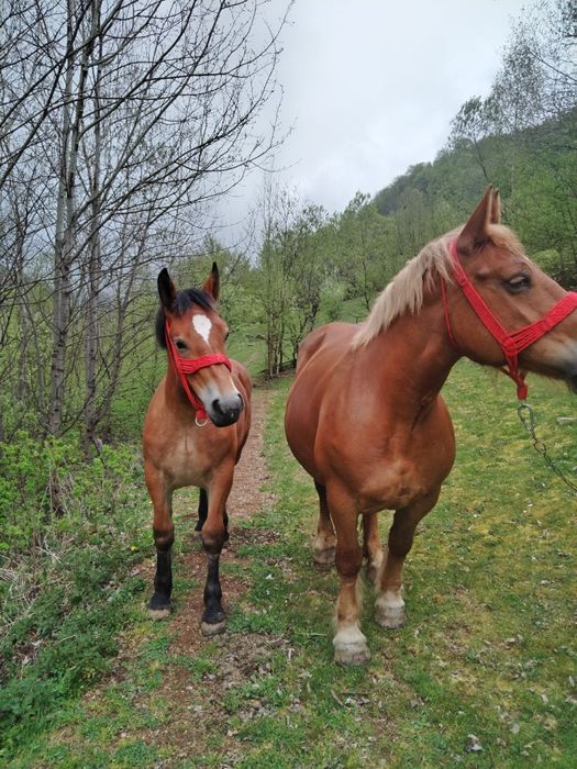 Vând mânză de 10 luni