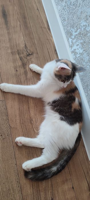 Кошечка ищет дом. Котёнок