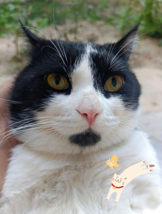 Juftlashtirishga mushuk kerak