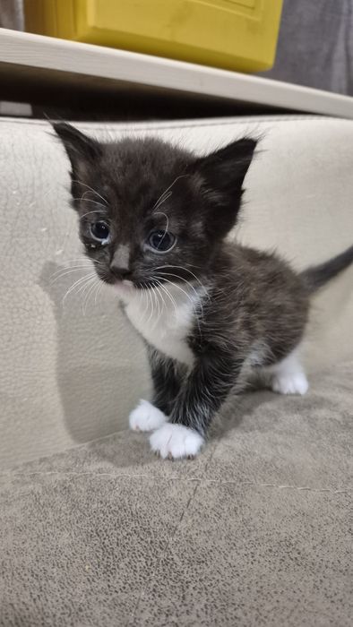Отдам бесплатно котят