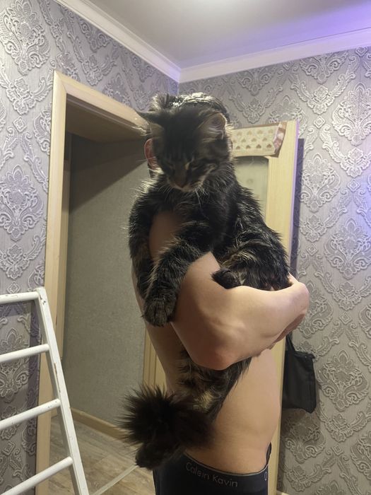 Продам котенка Мейн-Куна