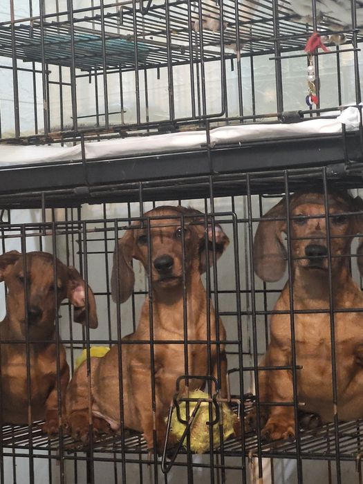 Такса щенки 3 месяца.