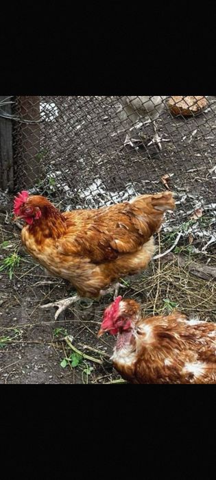 Куры несушки ломант