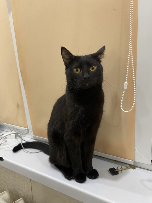 Продаю кота за 500тг