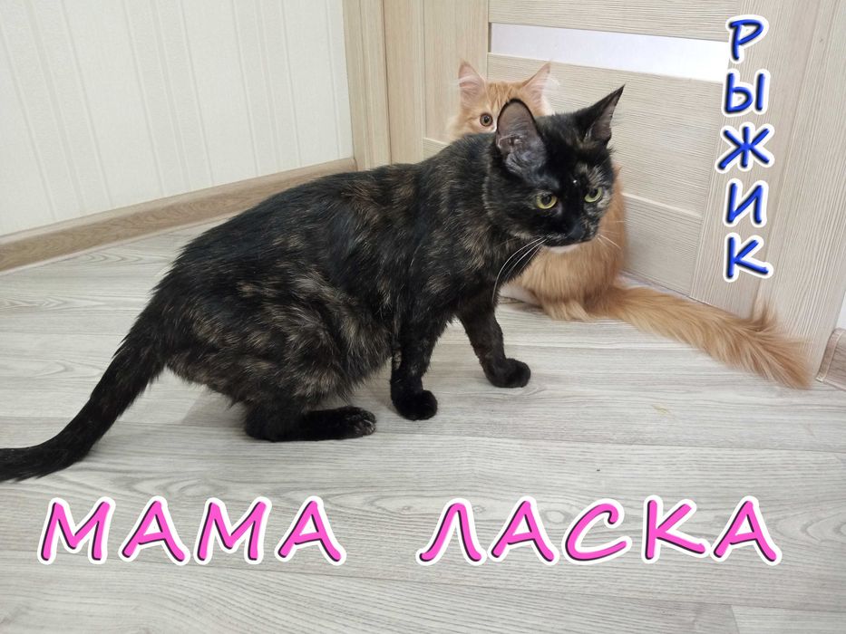 Отдам котёнка - солнечный мальчик.