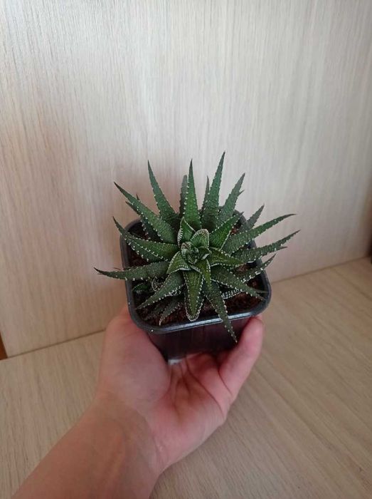 продам суккуленты  хавортию 2 вида,