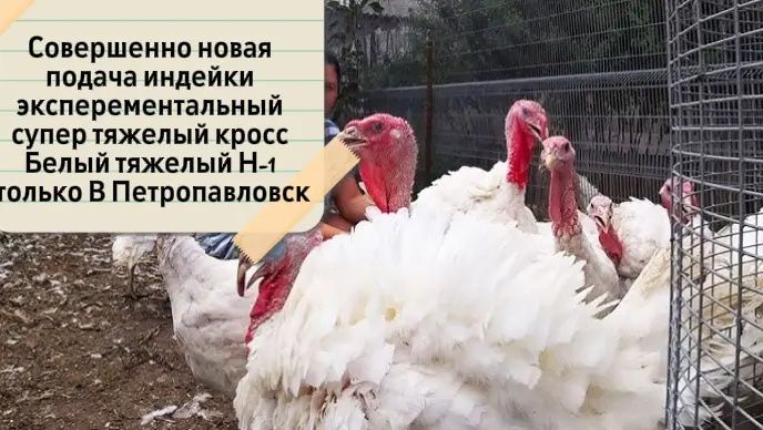 Инкубвционное яйцо индейка хайбрид конвертер и биг 6