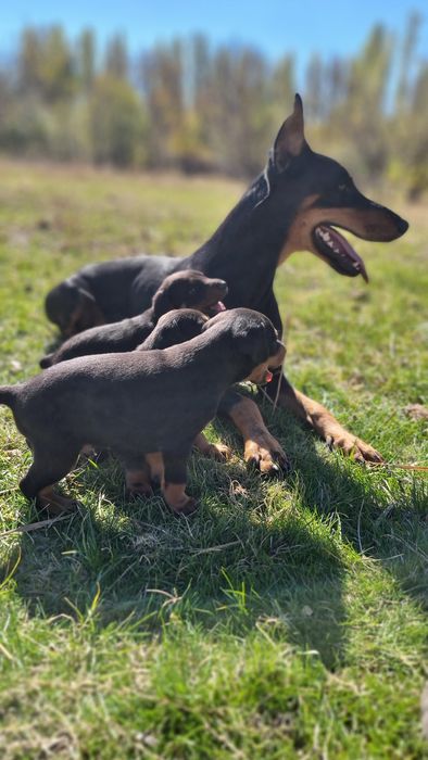 Деберманы чистокровные