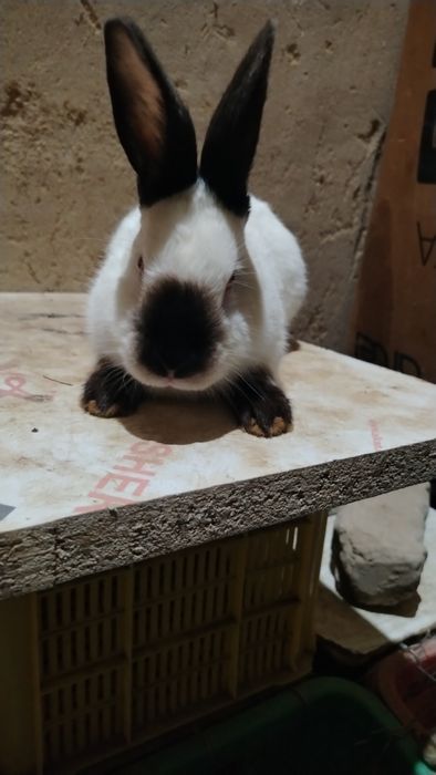 Quyonlar bor barter qilaman