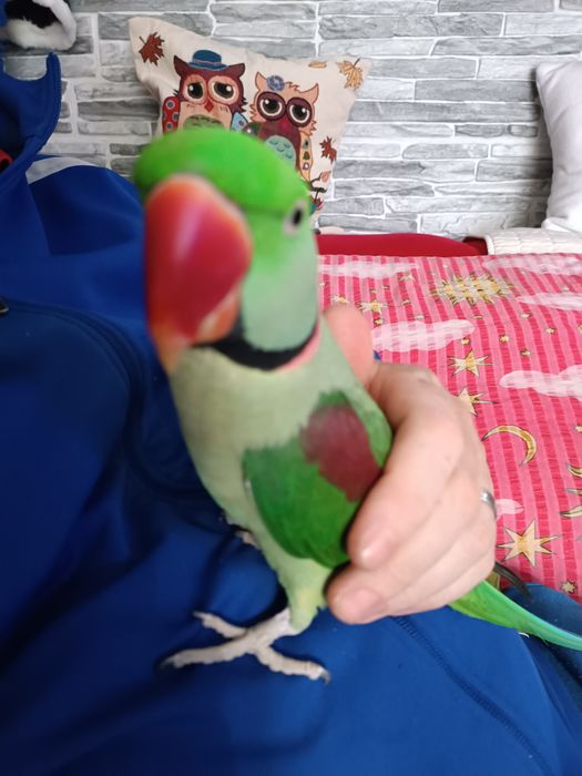 Vând papagal Marele Alex blând