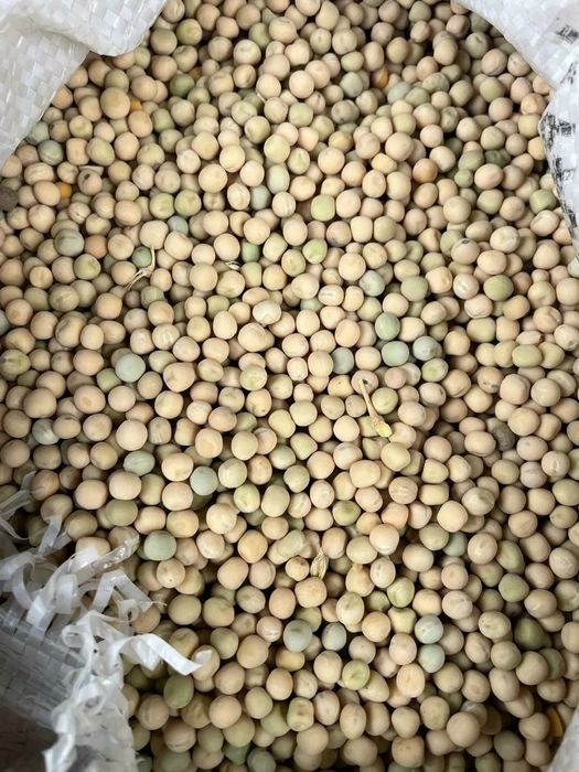 Рапс.Платный чат!Все корма.