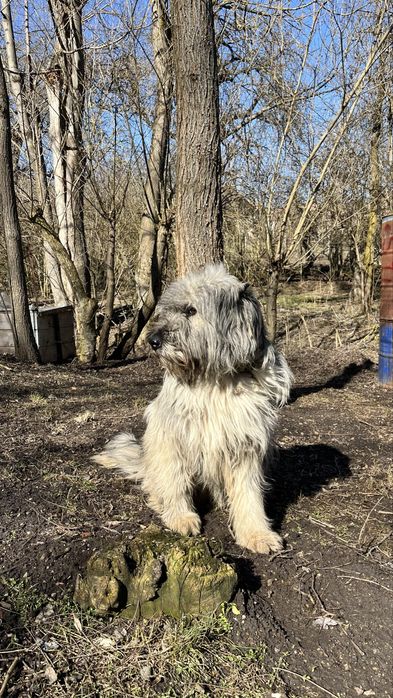 Donez caine cuminte si jucaus.