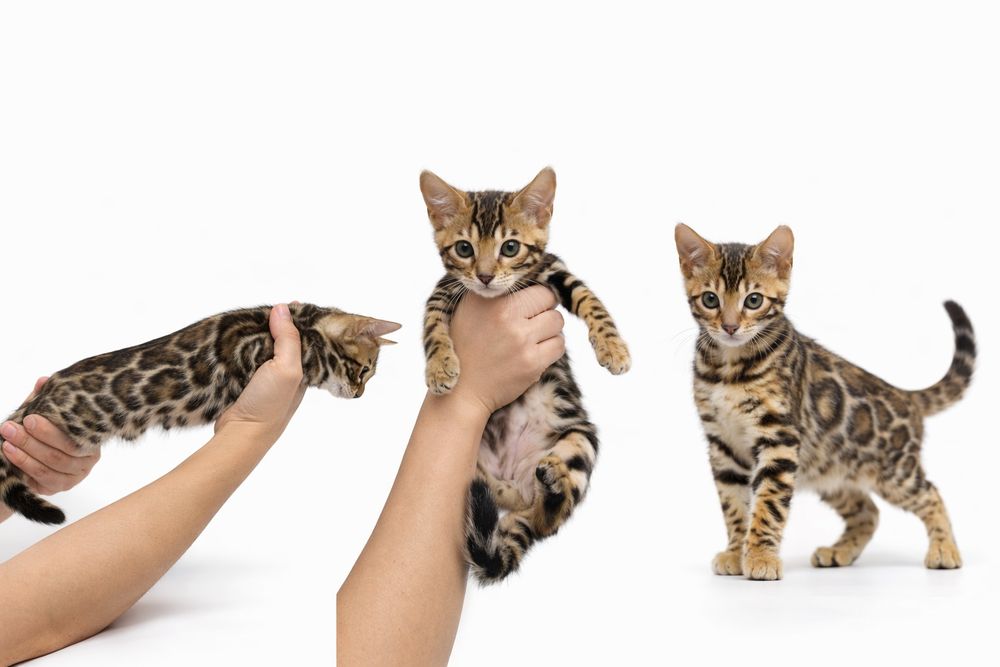 bengal mushuk бенгальский котик