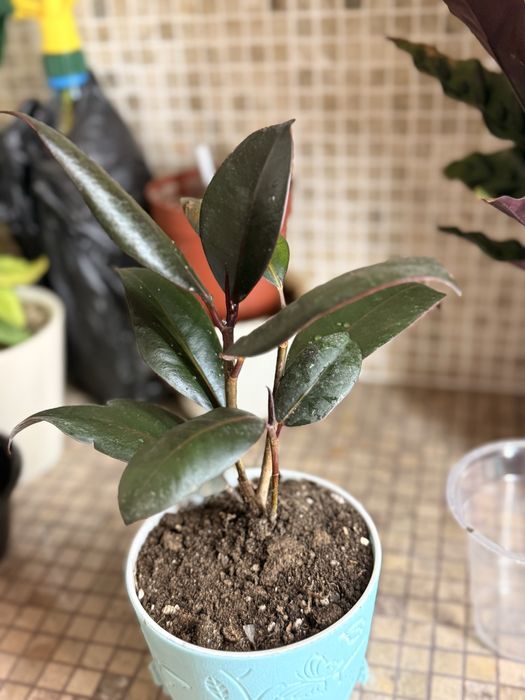 Фикус каучуконосный (Ficus elastica)