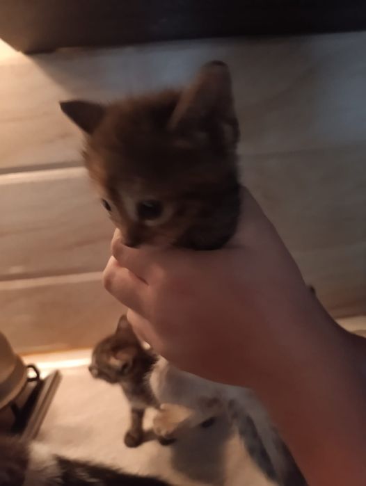 Отдам в добрые руки
