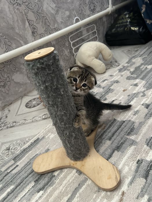 Продам котенка девочку